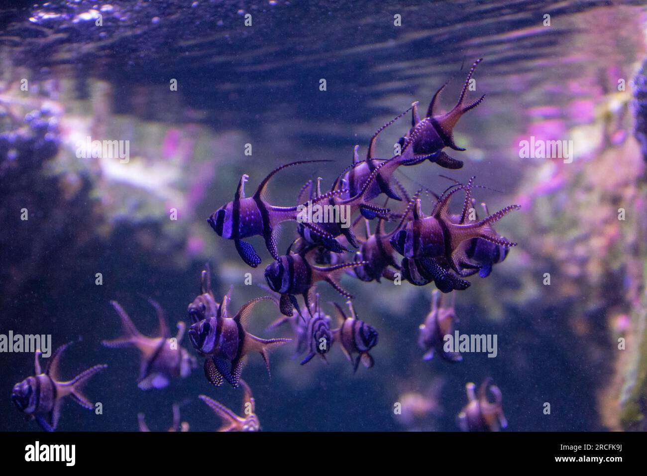 Des photos étonnantes prises à l'Aquarium de Paris Banque D'Images