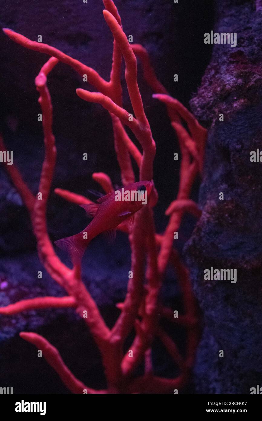 Des photos étonnantes prises à l'Aquarium de Paris Banque D'Images