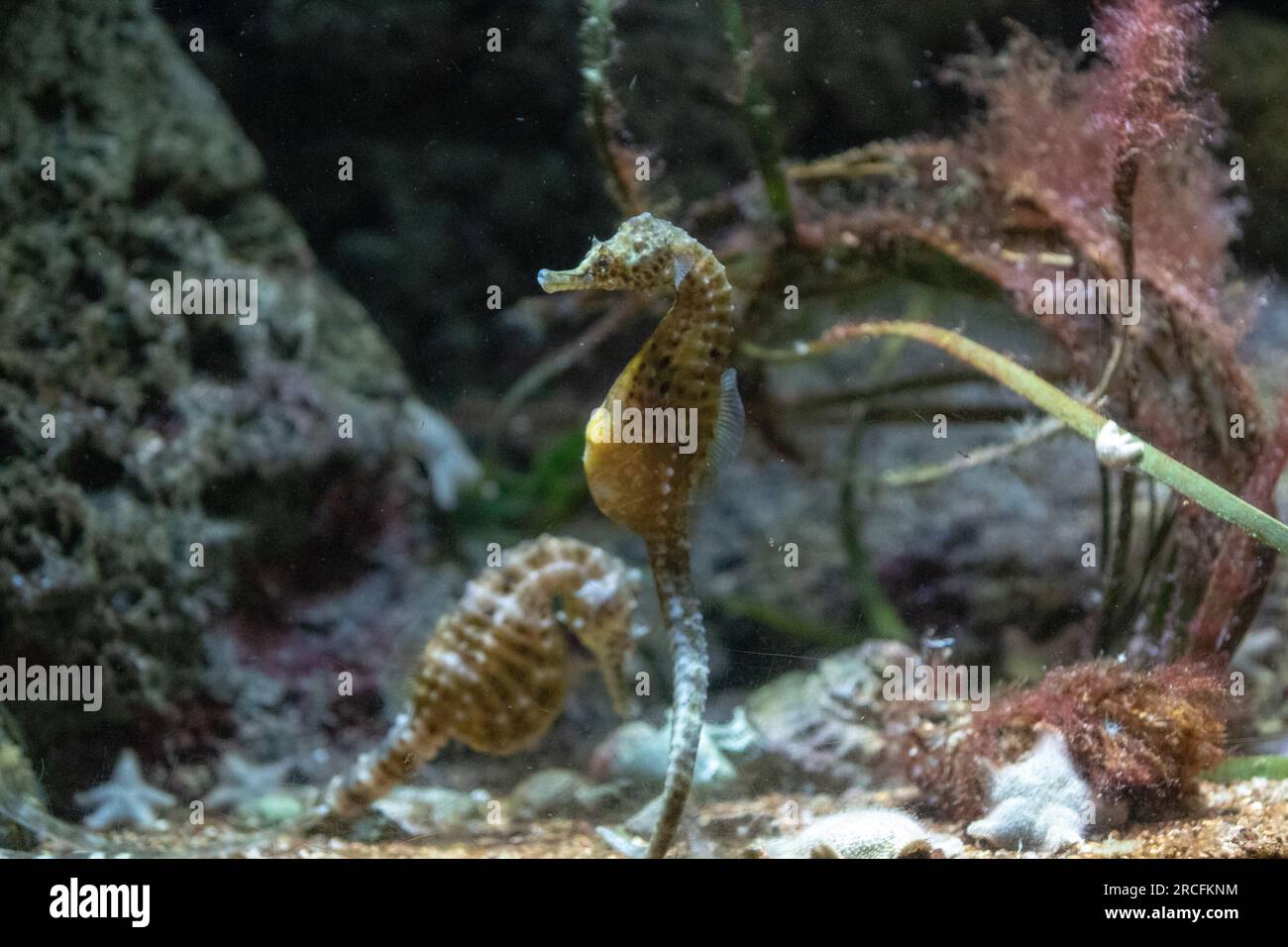 Des photos étonnantes prises à l'Aquarium de Paris Banque D'Images