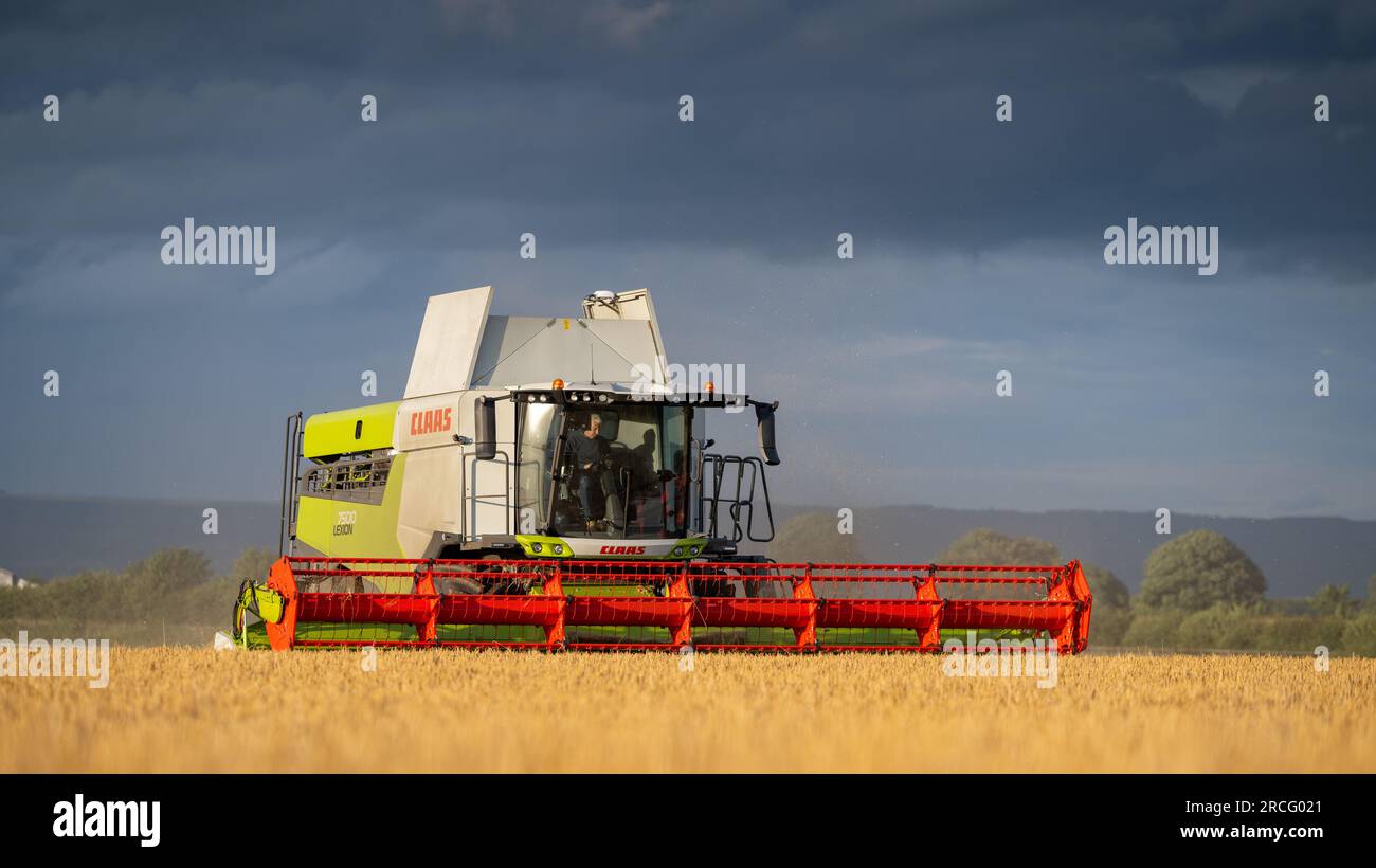 Récolte de l'orge d'hiver avec une moissonneuse-batteuse Claas Lexicon 7500 lors d'une soirée estivale orageuse, Ripon, North Yorkshire, Royaume-Uni. Banque D'Images