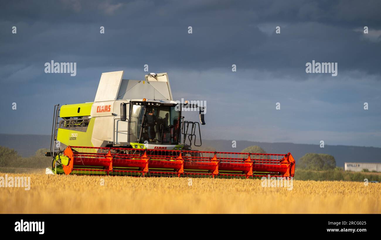 Récolte de l'orge d'hiver avec une moissonneuse-batteuse Claas Lexicon 7500 lors d'une soirée estivale orageuse, Ripon, North Yorkshire, Royaume-Uni. Banque D'Images