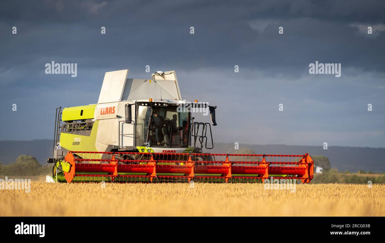 Récolte de l'orge d'hiver avec une moissonneuse-batteuse Claas Lexicon 7500 lors d'une soirée estivale orageuse, Ripon, North Yorkshire, Royaume-Uni. Banque D'Images