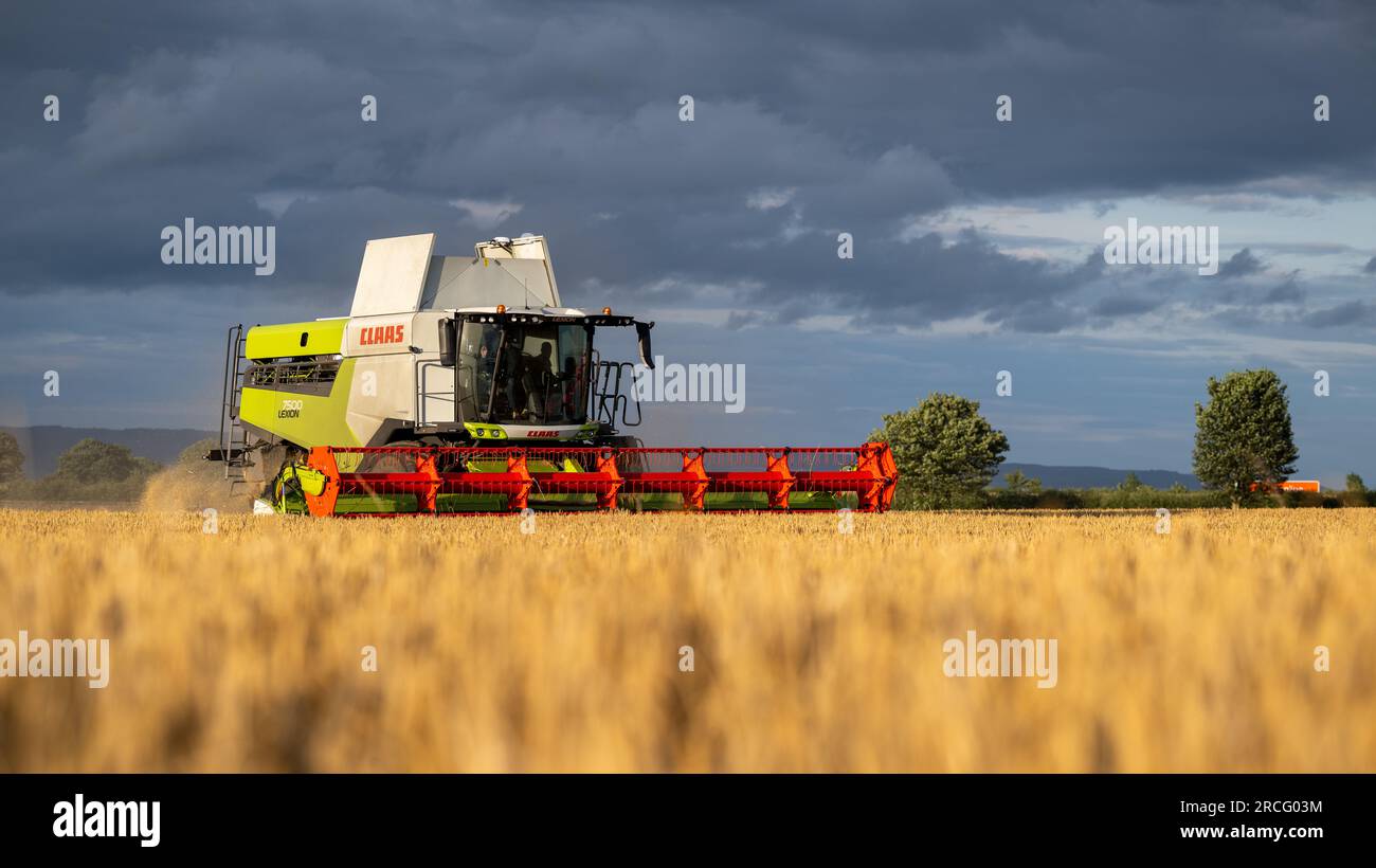 Récolte de l'orge d'hiver avec une moissonneuse-batteuse Claas Lexicon 7500 lors d'une soirée estivale orageuse, Ripon, North Yorkshire, Royaume-Uni. Banque D'Images