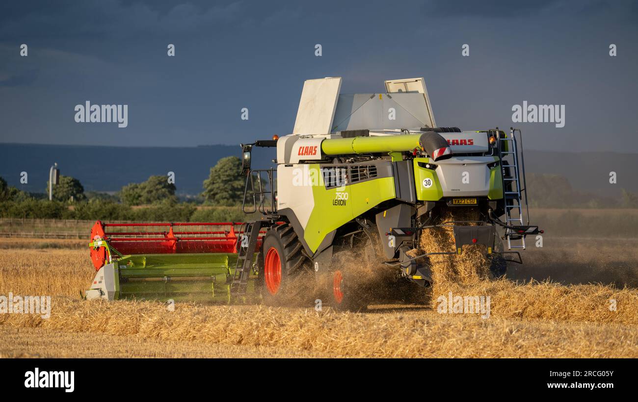 Récolte de l'orge d'hiver avec une moissonneuse-batteuse Claas Lexicon 7500 lors d'une soirée estivale orageuse, Ripon, North Yorkshire, Royaume-Uni. Banque D'Images