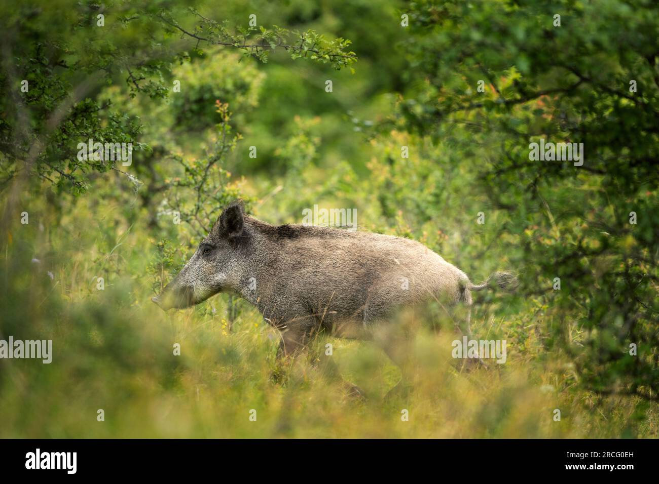 Sanglier marchant dans la forêt. Sanglier seul sur la prairie. Nature sauvage européenne. Banque D'Images