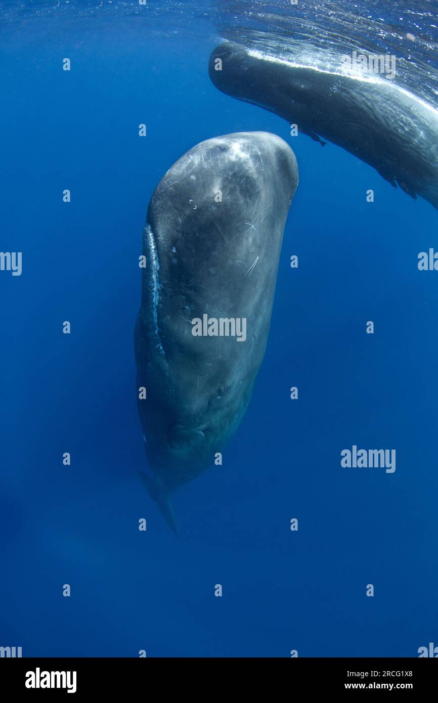 Cachalot, physeter macrocephalus, Océan Indien Banque D'Images