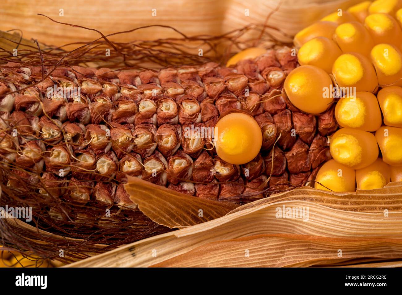 Épi de maïs manquant de grains et retournez-le. Dommages au maïs, maladie et concept agronomique Banque D'Images