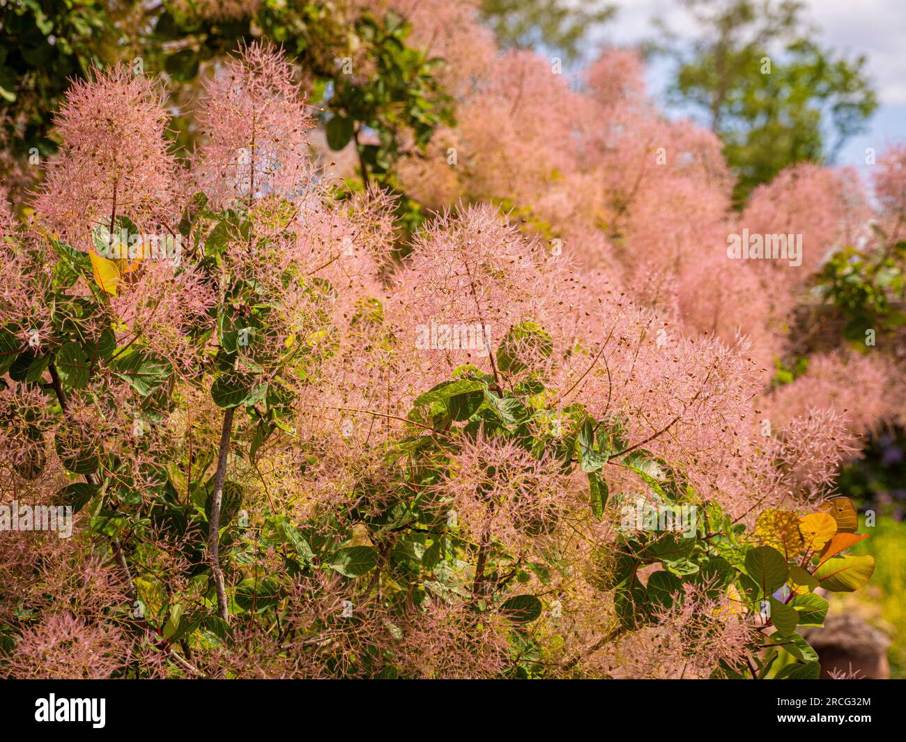 Fleurs roses ressemblant à des nuages de Cotinus coggygria, communément appelées Pink Smokebush. Banque D'Images