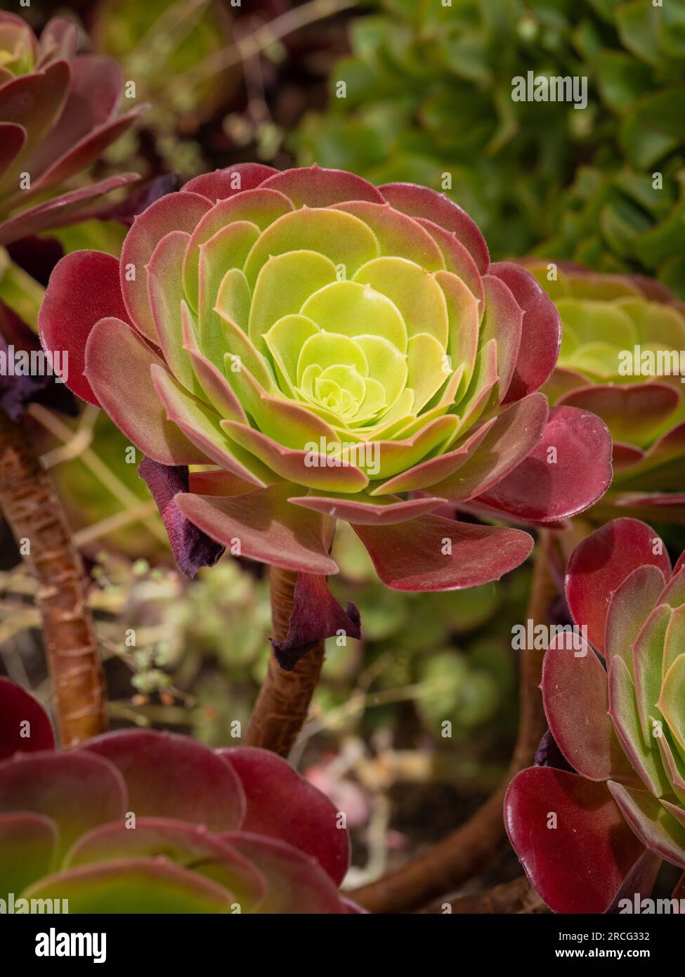 Gros plan Aeonium 'Velour' avec ses feuilles vertes et rouges succulentes. Banque D'Images