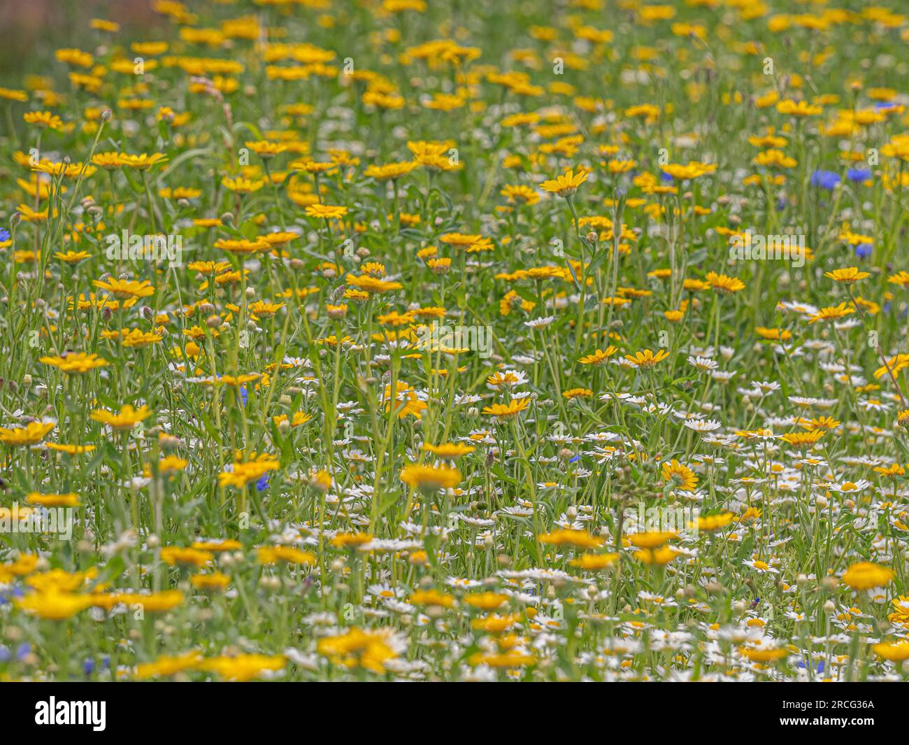 Plantation de style prairie d'été comprenant principalement des marguerites jaunes et blanches. ROYAUME-UNI Banque D'Images