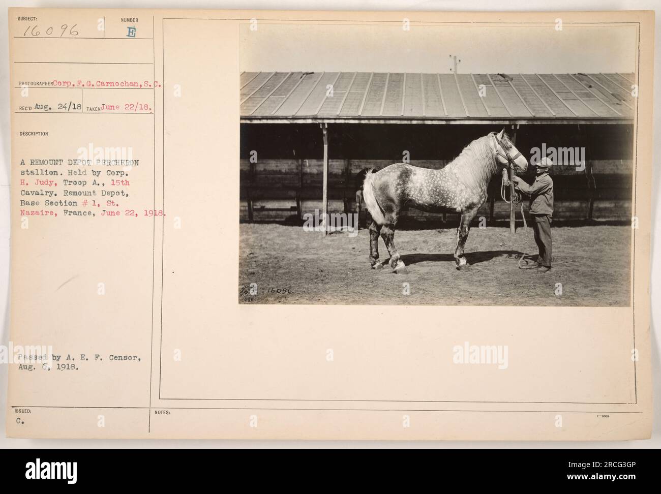 Un étalon Percheron tenu par Corp. H. Judy de la troupe A., 15th Cavalry au Remount Depot à St. Nazaire, France. La photographie a été prise le 22 juin 1918 par Corp. F. G. Carnochan et a été émise par le censeur A. E. P. le 6 août 1918. Cette image est étiquetée comme 16096 dans la collection de photographies. L'aide fournie dans cette légende est de nature purement factuelle. Banque D'Images