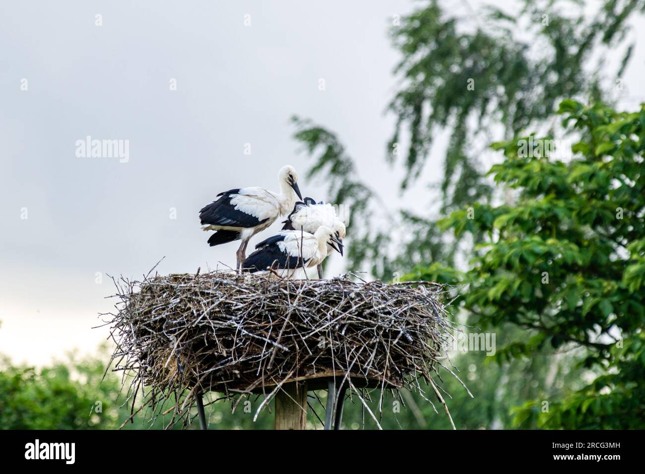 gros plan d'un nid de cigogne avec de jeunes cigognes à l'intérieur Banque D'Images