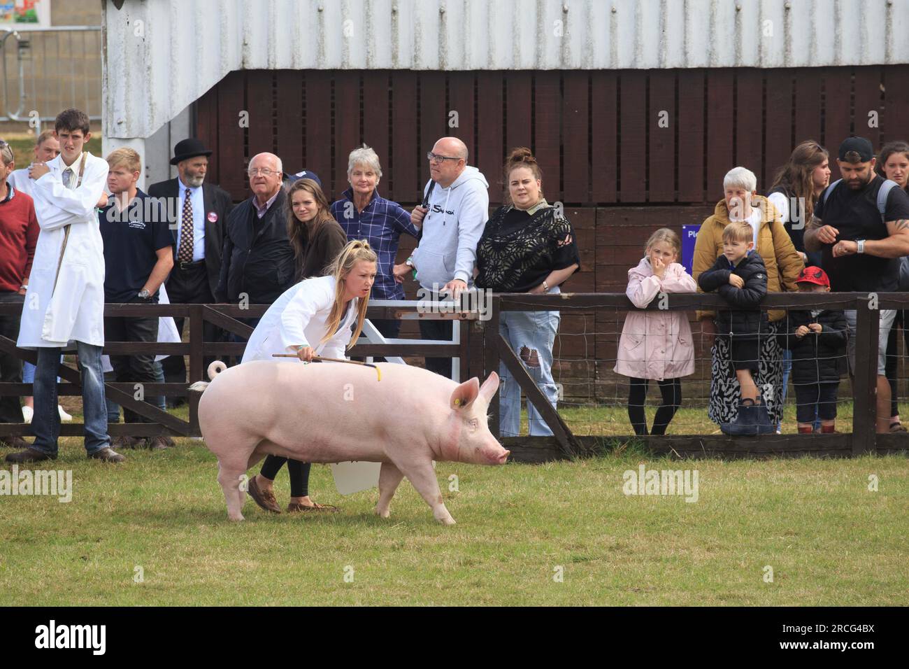 11 juillet 2023 montrant des cochons au Great Yorkshire Banque D'Images