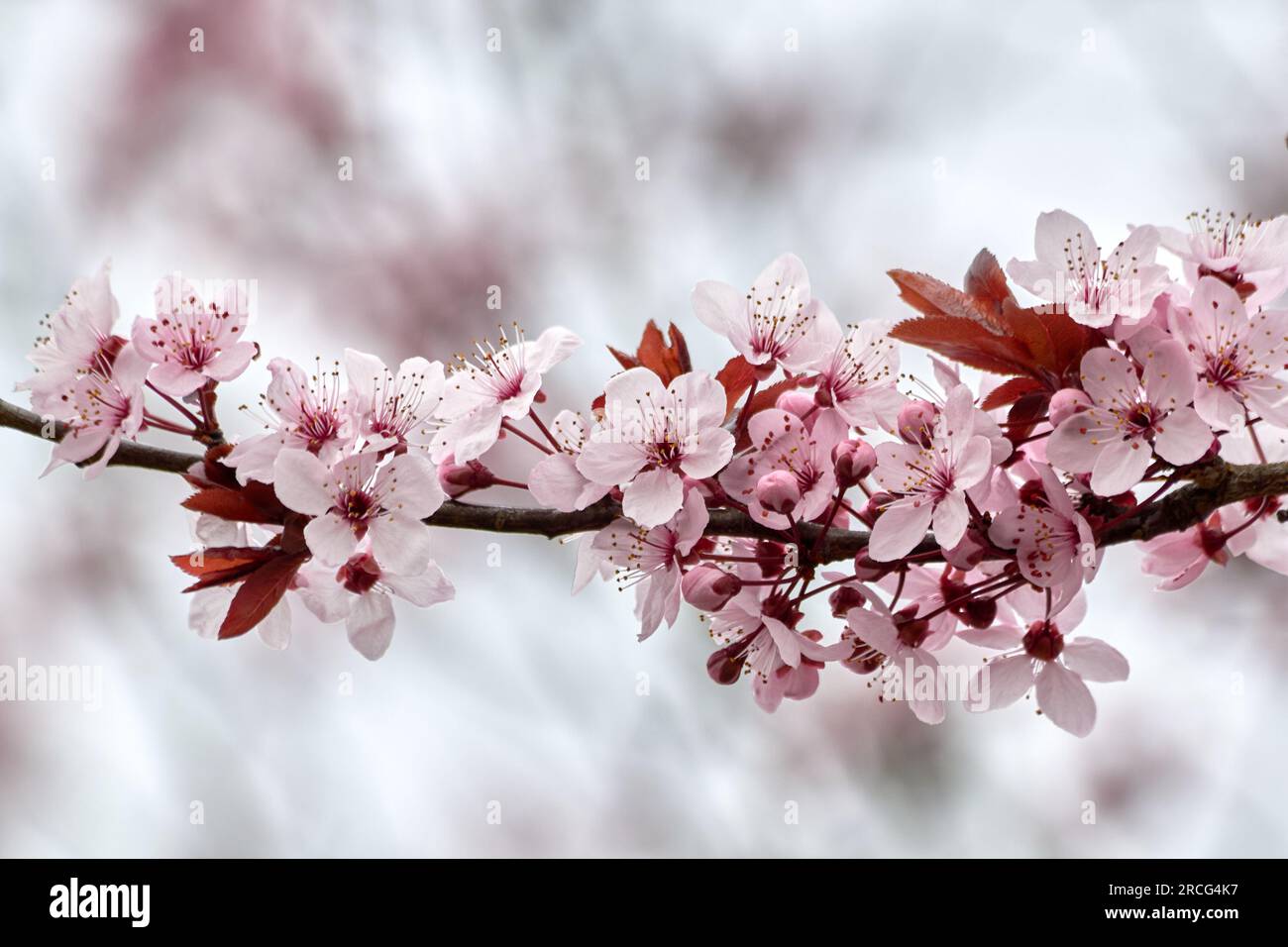 Les fleurs de cerisier rose fleurissent sur une branche. Banque D'Images