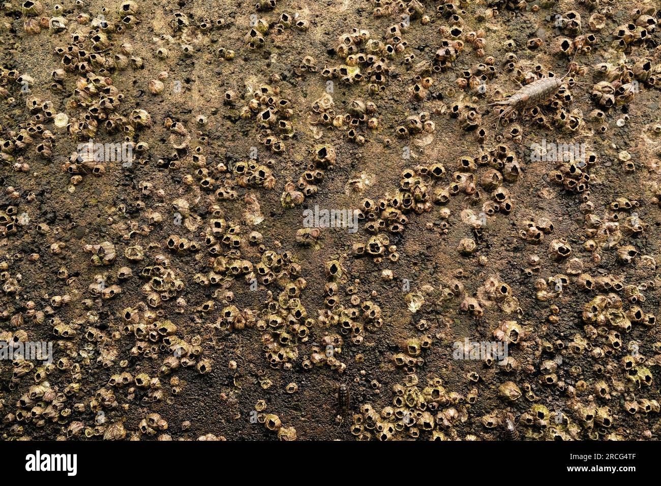 La vie marine des crustacés isopodes (Isopodes) se forme sur une digue avec des bernacles. Banque D'Images