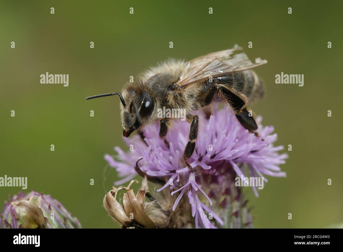 Gros plan coloré naturel sur un ouvrier poilu d'abeille, Apis mellifera assis sur une fleur violette Banque D'Images