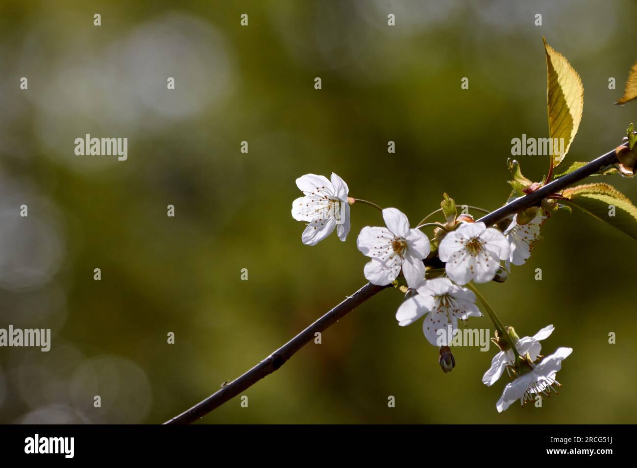 Une seule branche sur un fond vert avec des fleurs blanches de cerisier. Banque D'Images