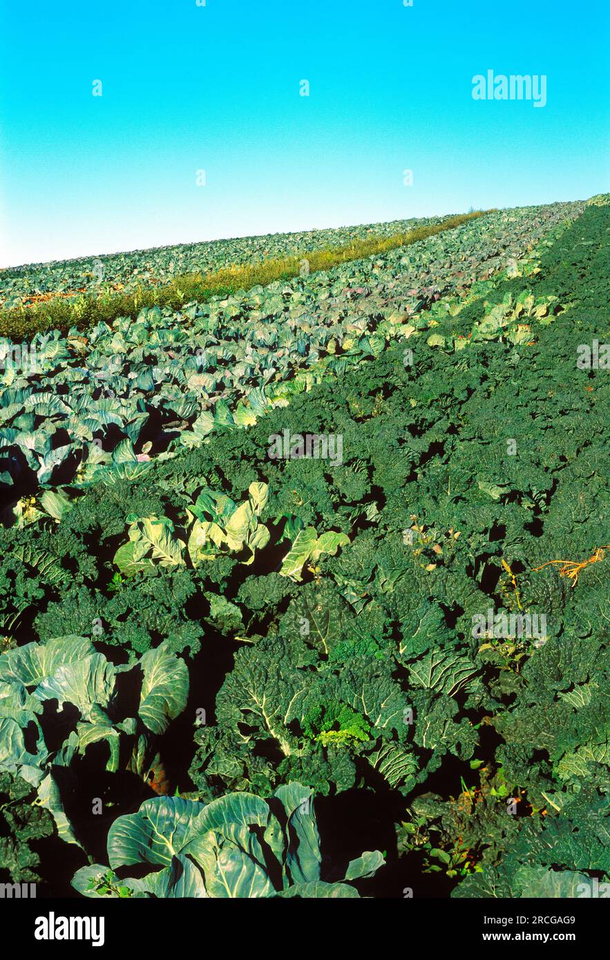 Champ agricole, Tasmanie, Australie Banque D'Images