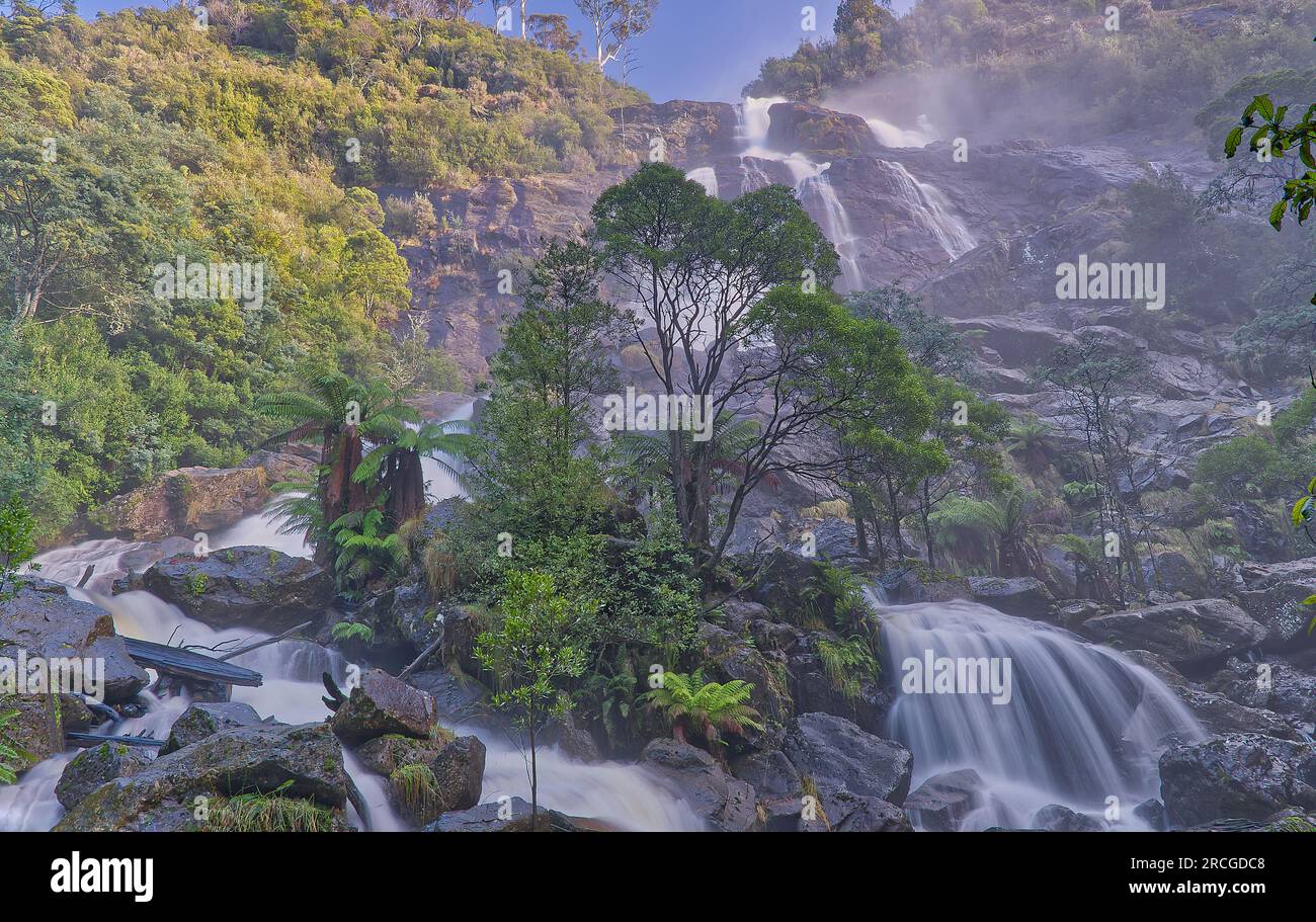 Deuxième plus haute cascade de Tasmanie, St Columba Falls dans la réserve de forêt tropicale à Pyengana près de St Helens, Tasmanie, Australie Banque D'Images