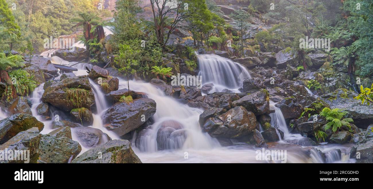 Deuxième plus haute cascade de Tasmanie, St Columba Falls dans la réserve de forêt tropicale à Pyengana près de St Helens, Tasmanie, Australie Banque D'Images