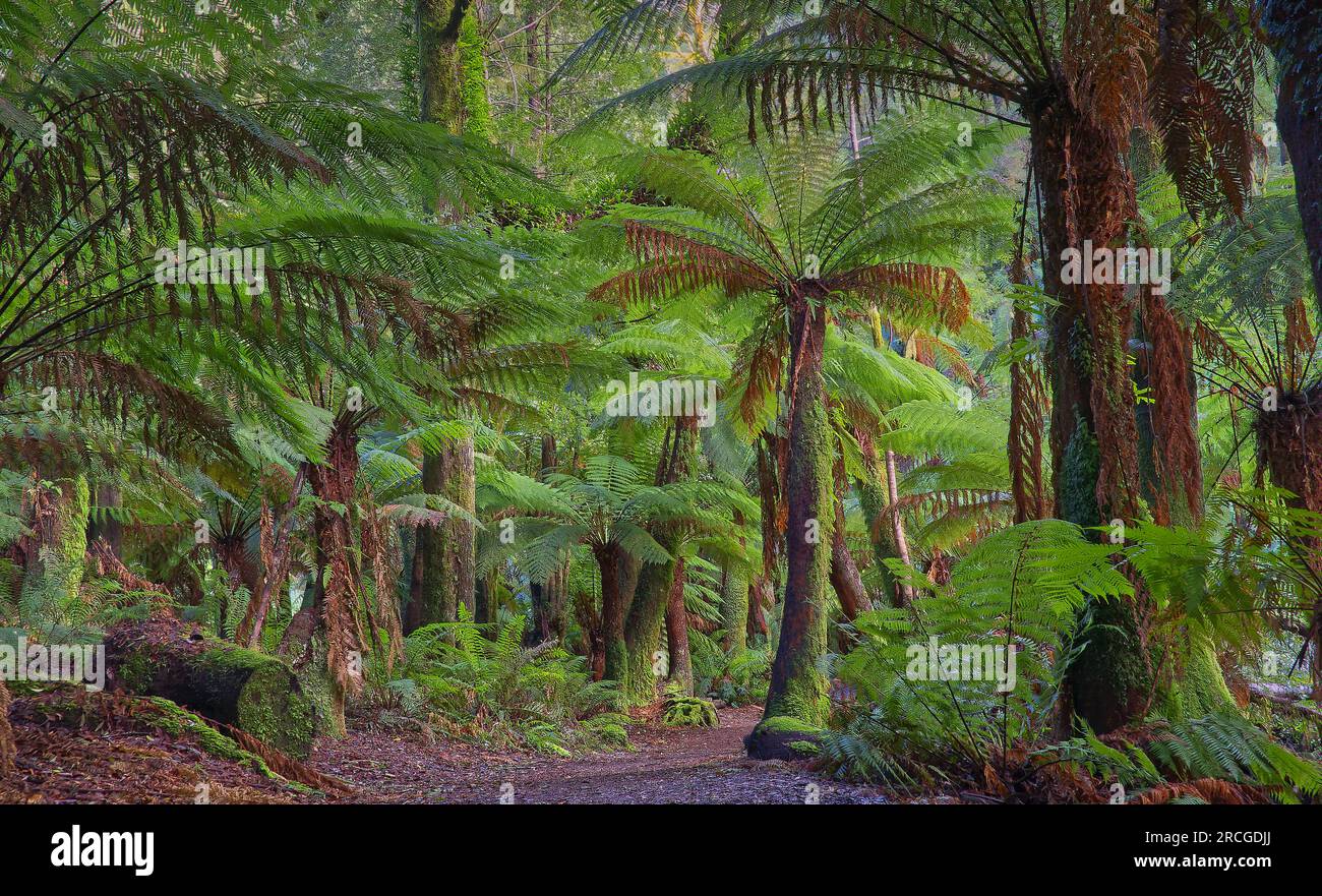 Chutes de St Columba, St Helens, Tasmanie, Australie Banque D'Images