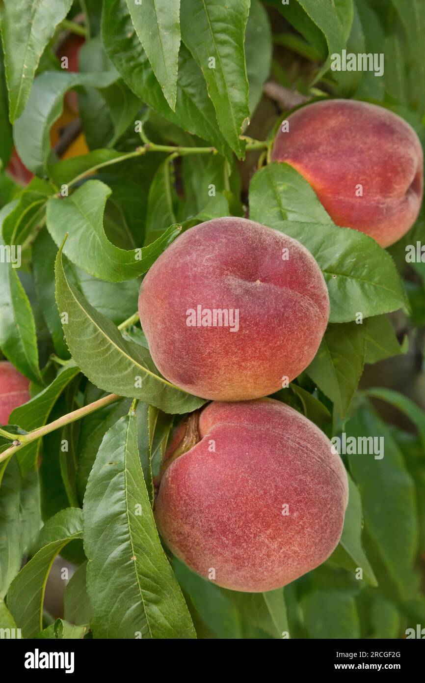 Peaches Sweet Sue 'Prunus persica' verger, période de récolte, Maryhill Highway, Columbia River, Goldendale, Washington. Banque D'Images