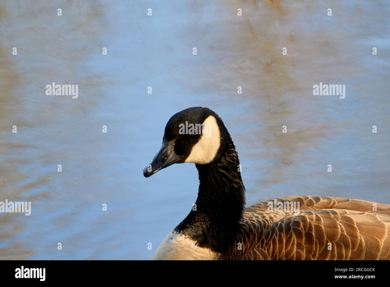 50 Plumes D'aile – Oie Du Canada & Dinde Sauvage – Pour Mouche Pêche & Fletching – Neuf