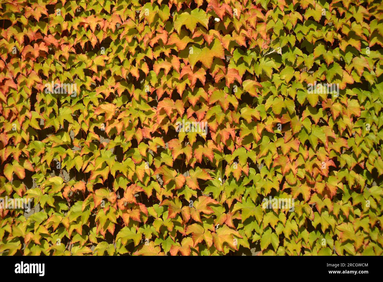Fond d'un mur couvert de lierre Banque D'Images