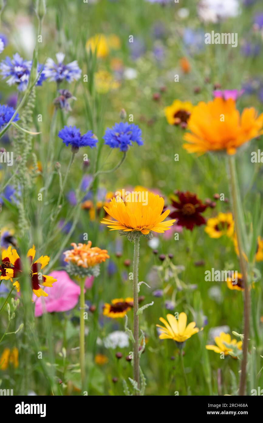 Calendula officinalis. Fleur de souci en pot dans une prairie de fleurs sauvages Banque D'Images