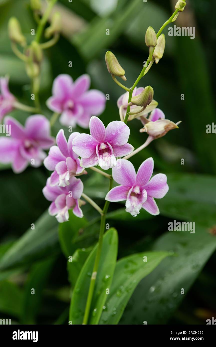 Dendrobium sa-Nook. Fleurs d'orchidées Banque D'Images