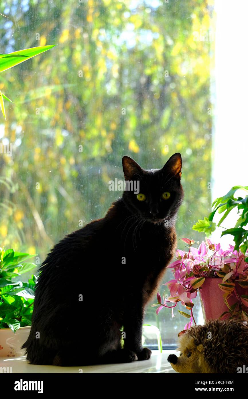 Femelle adulte tout chat noir assis parmi les plantes en pot dans le conservatoire Banque D'Images