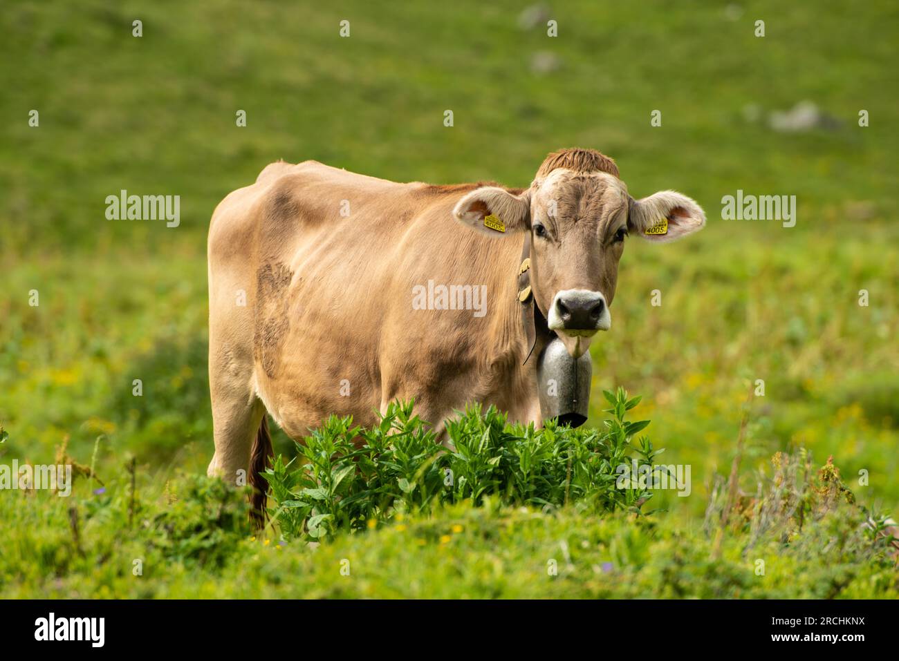 Agriculture alpine - radons, Suisse Banque D'Images