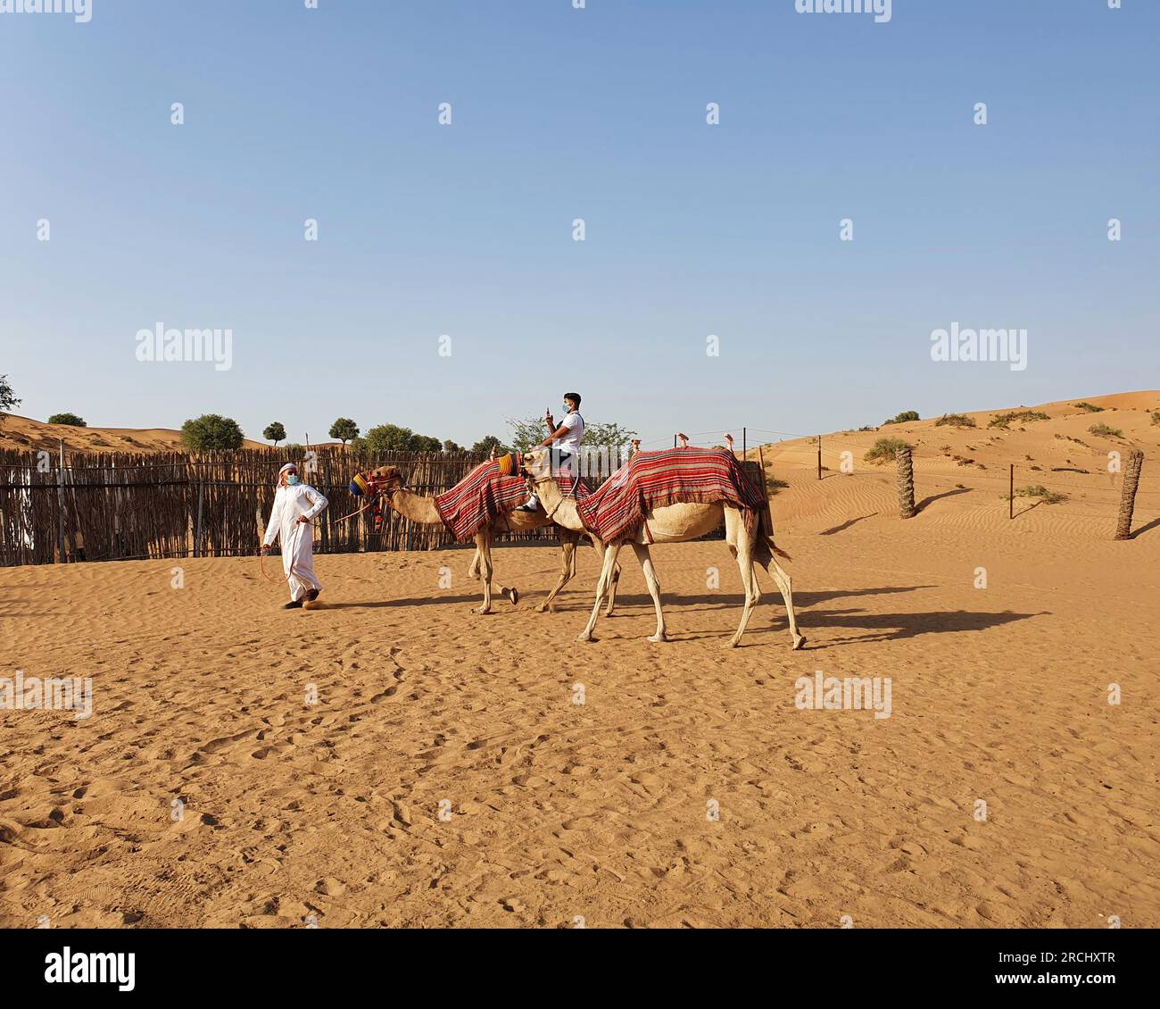 Balade à dos de chameau dans le désert, Ra’s al-Chaima, Émirats arabes Unis eau Banque D'Images