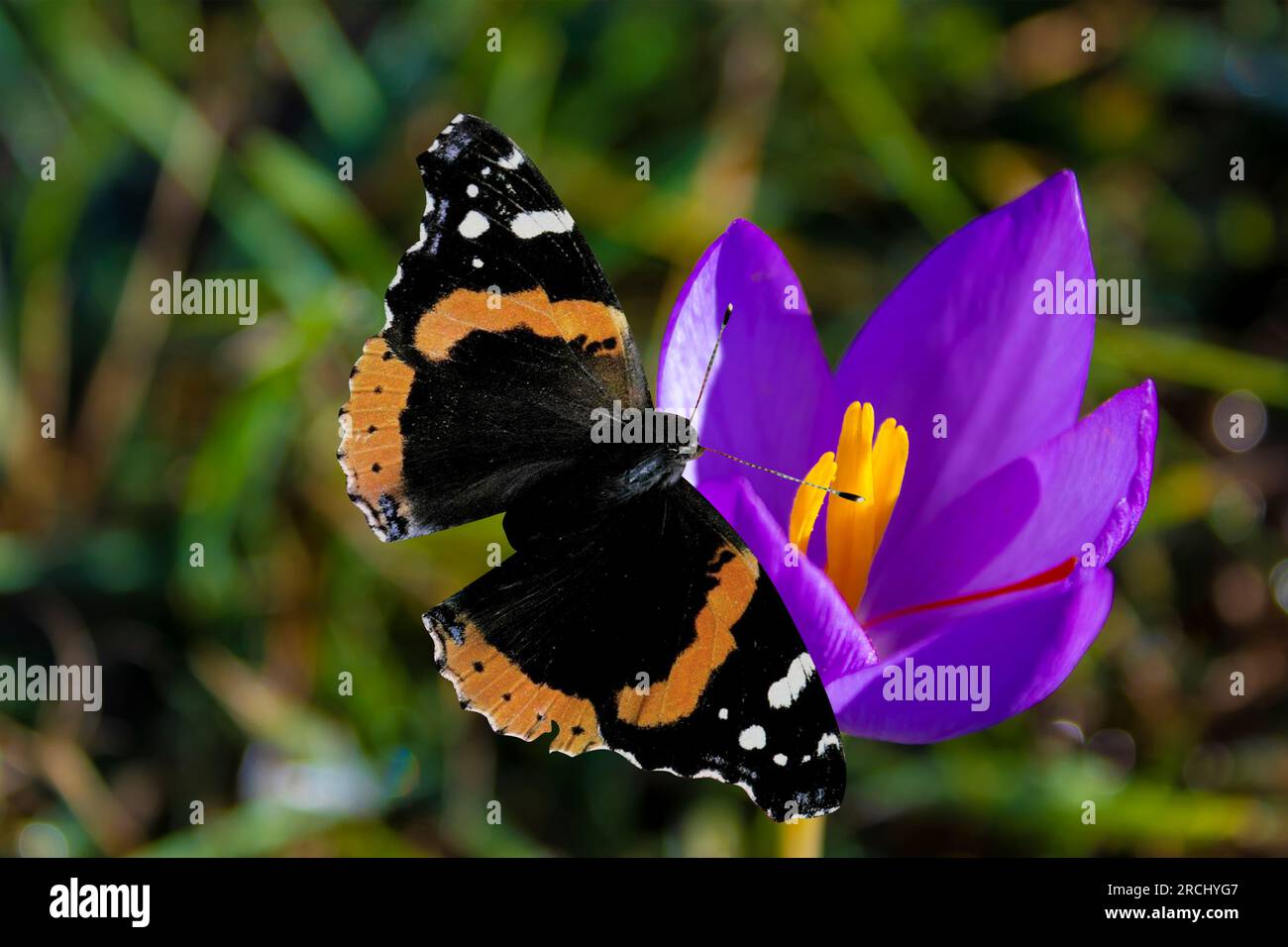 Butterfly Red Admiral. Un papillon amiral rouge pollinise une fleur de Сrocus. Copier l'espace pour le texte. Banque D'Images