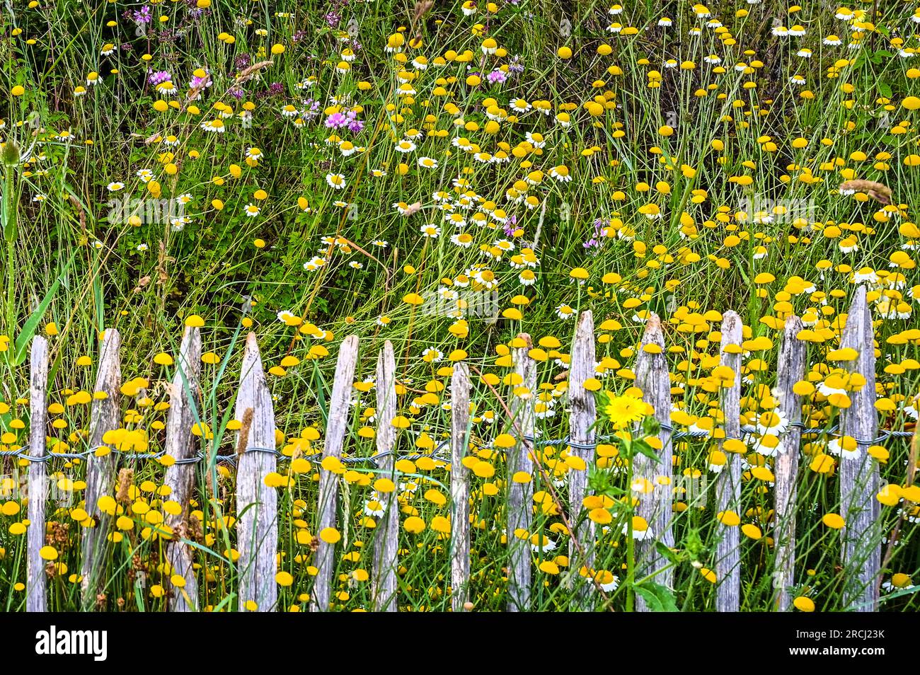 Purely Home Tasse De Voyage En Céramique à Feuilles De Printemps