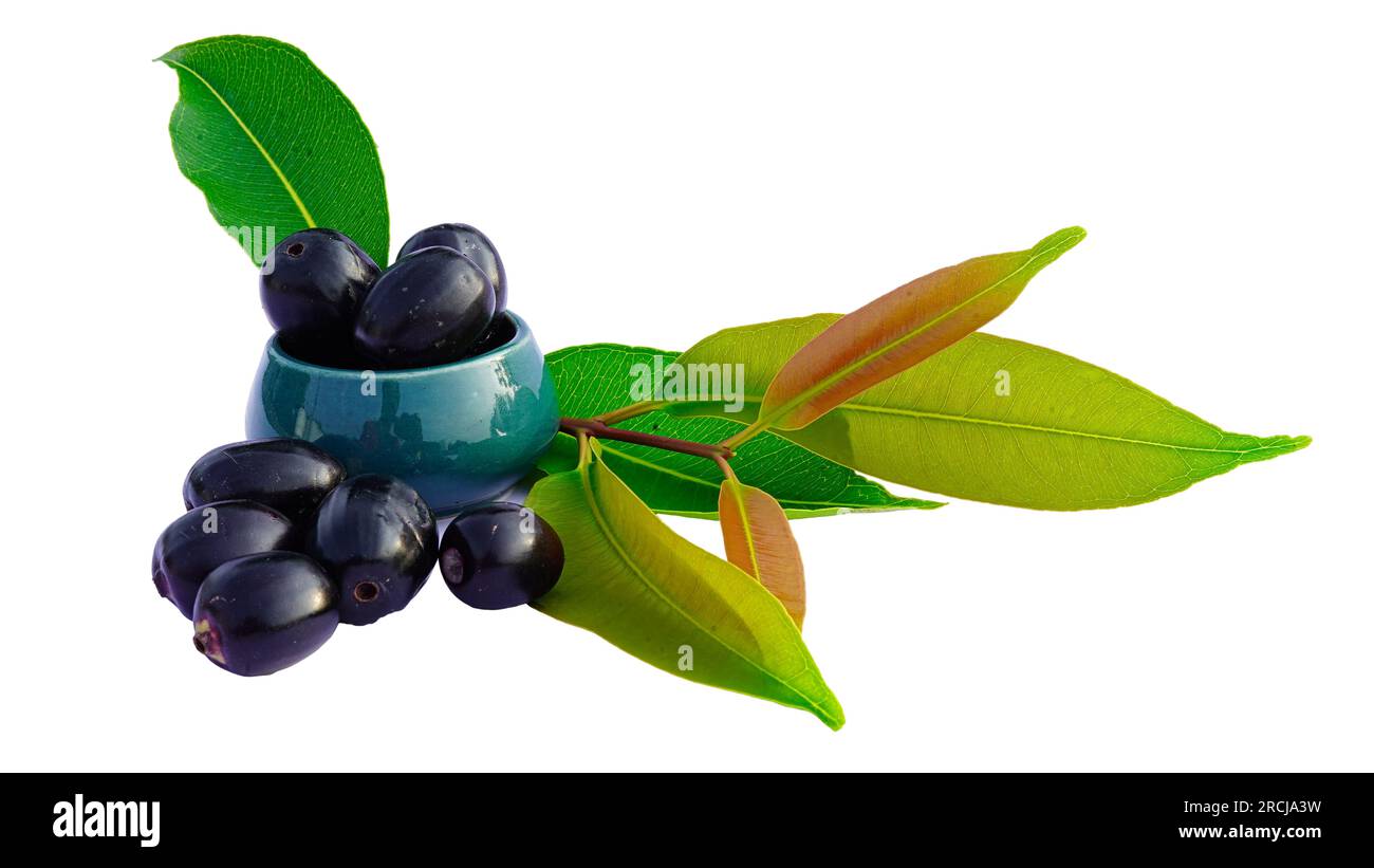 Jamun ou Syzygium Cumini dans un bol en céramique avec des feuilles isolées sur fond blanc avec Copy Space, également connu sous le nom de Java Plum, Malabar Plum, Black Plum Banque D'Images