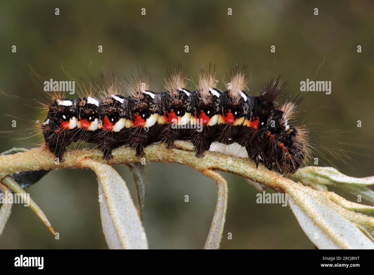 Knot Grass Acronicta rumicis Caterpillar Banque D'Images