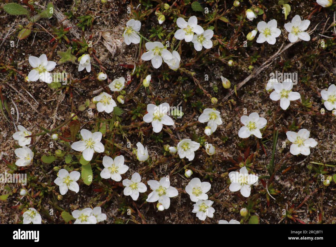 Poil noué Sagina nodosa Banque D'Images
