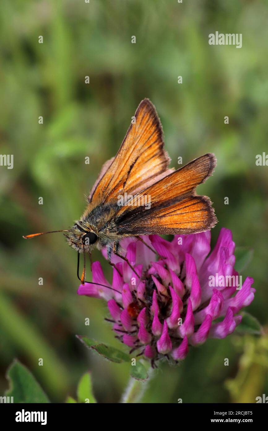 Petit papillon hespérie Thymelicus sylvestris Banque D'Images