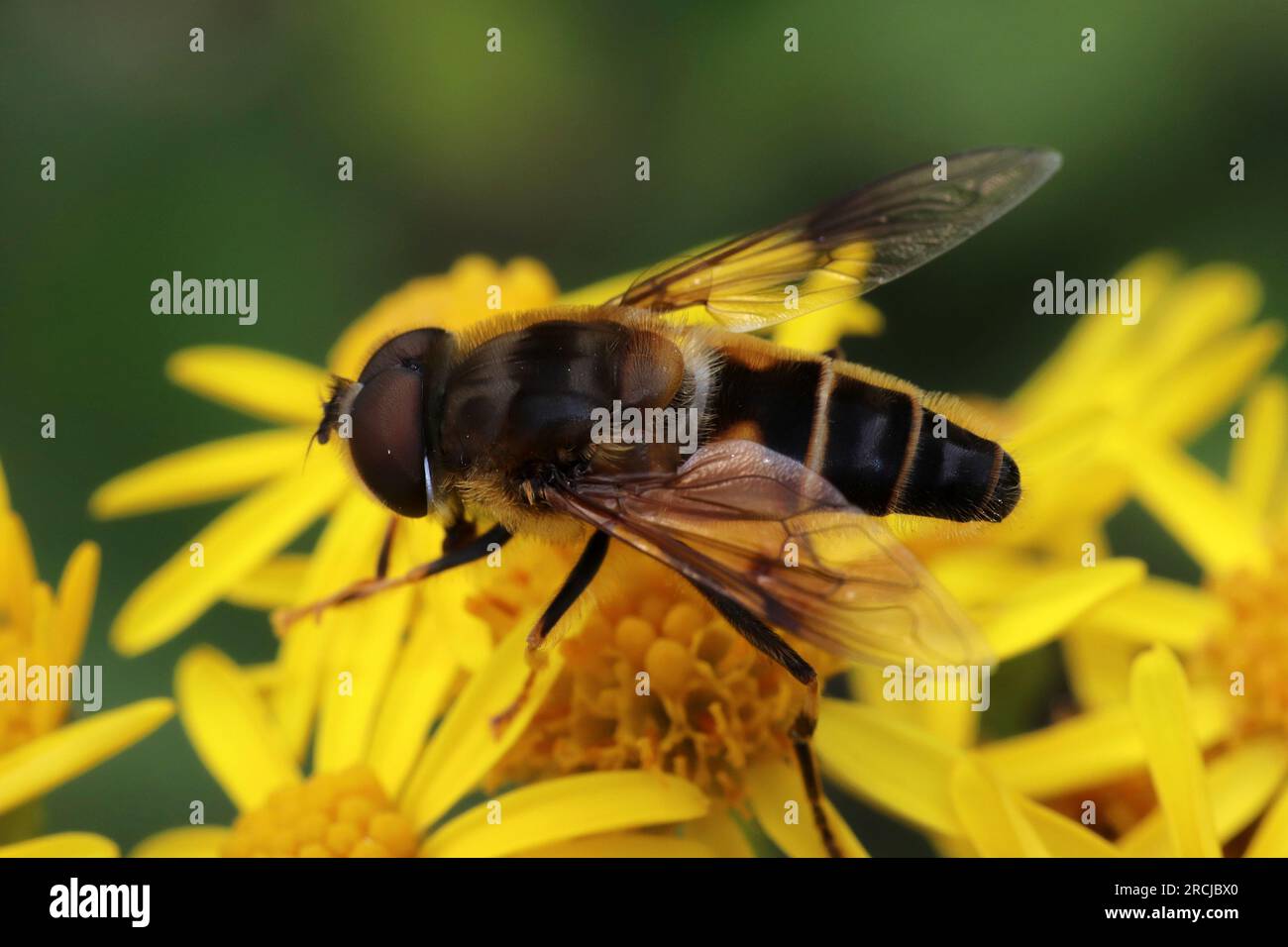 Fly Drone effilé - Eristalis pertinax Banque D'Images