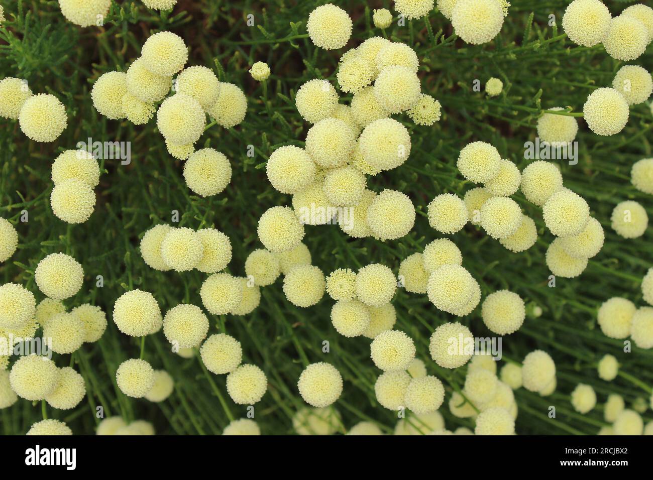 Santolina rosmarinifolia subsp. Rosmarinifolia 'Primrose GEm' Banque D'Images