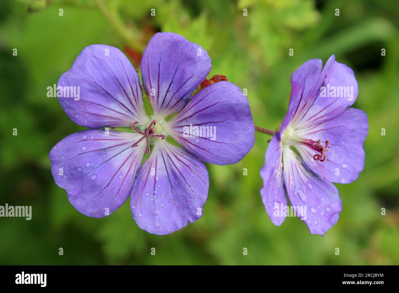 Geranium Rozanne Banque D'Images