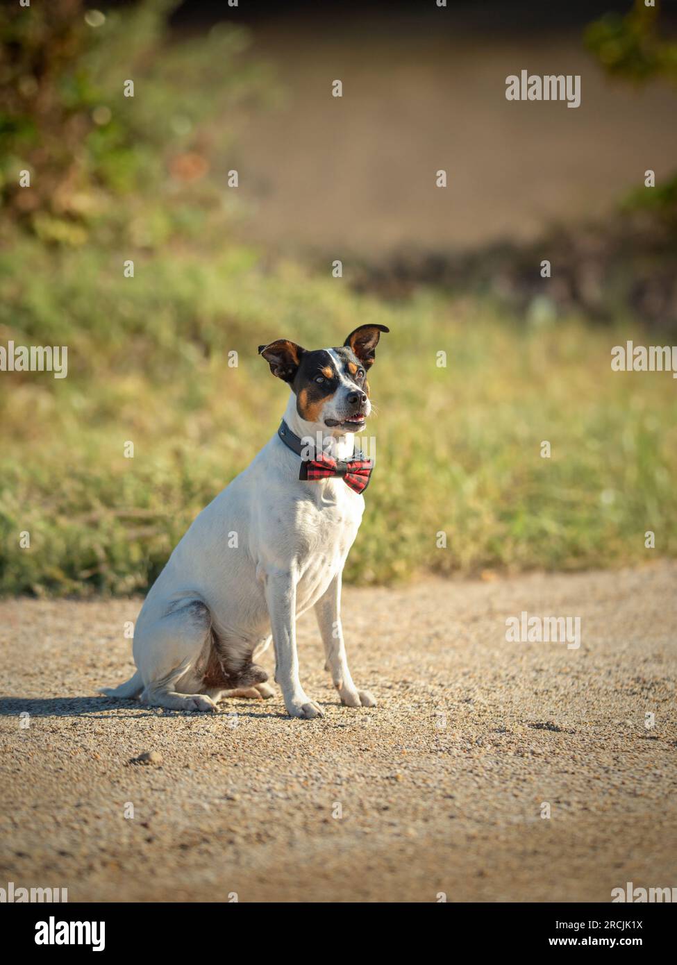 Chien mignon avec un arc autour du cou Banque D'Images