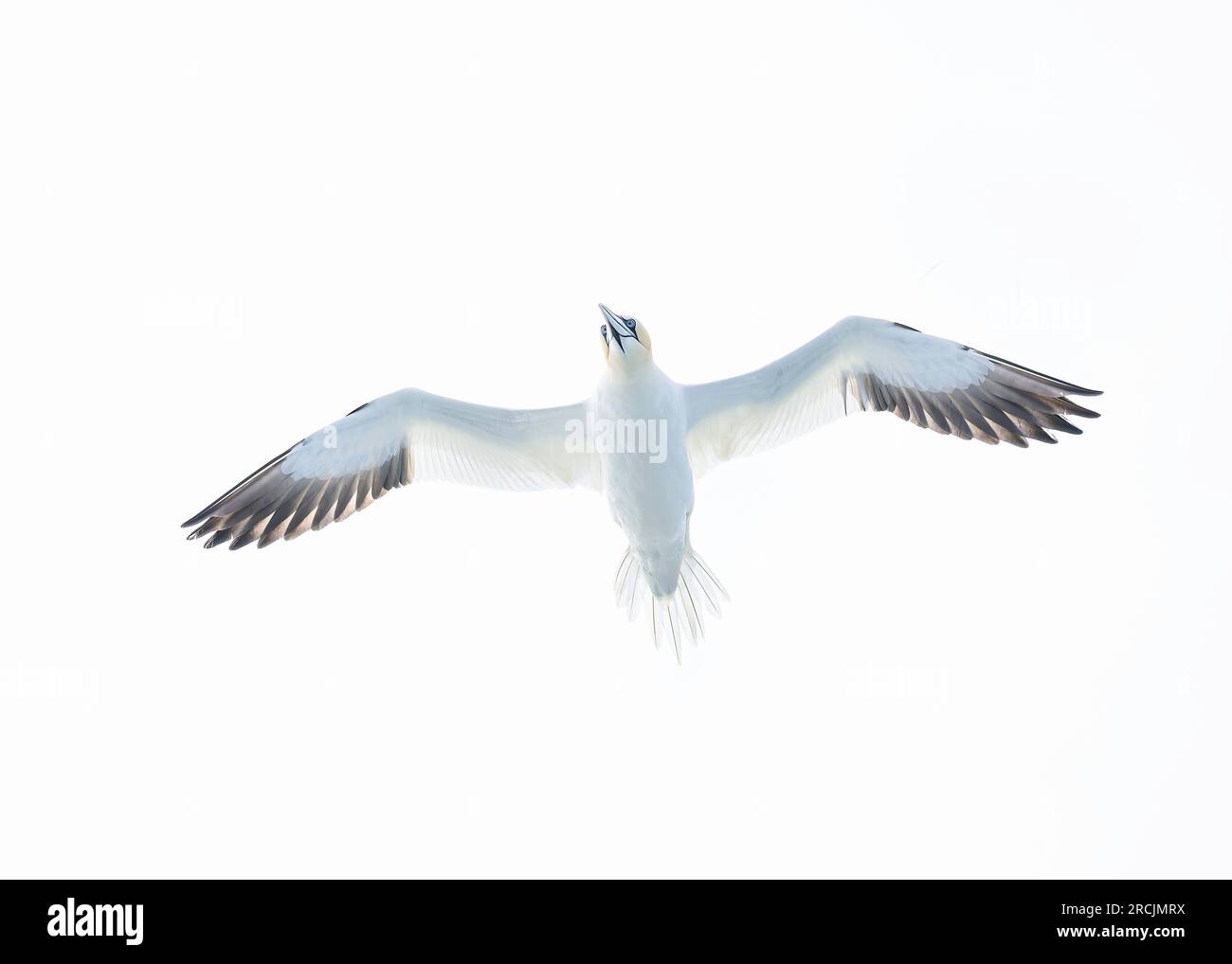 Gannet (Morus bassanus), en vol, image haute clé, Noss NNR, Shetland Banque D'Images