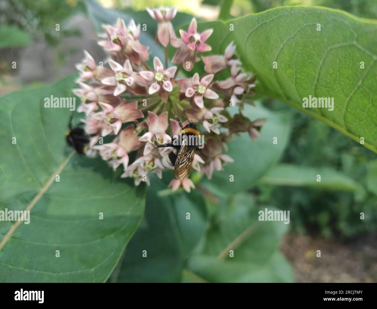 Abeilles sur une tête de fleur d'Asclepius - Asclepius syriaca Banque D'Images