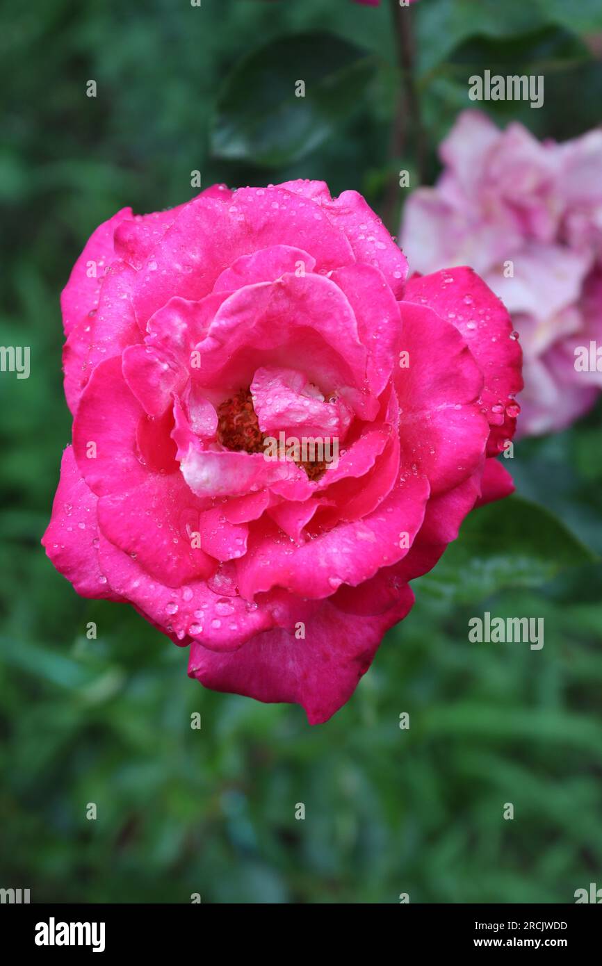 Fil d'une rose de différentes couleurs trouvé dans un jardin local Banque D'Images