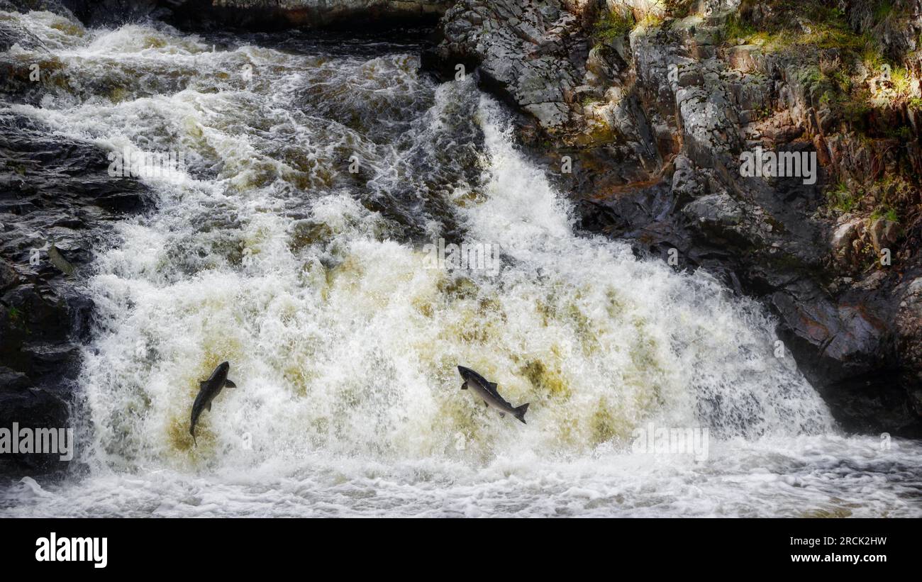Le saumon saute aux chutes Shin Falls Banque D'Images