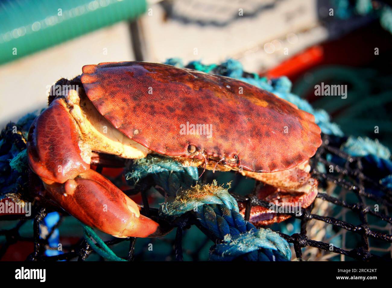 Crabe sur un cantre de homard Banque D'Images