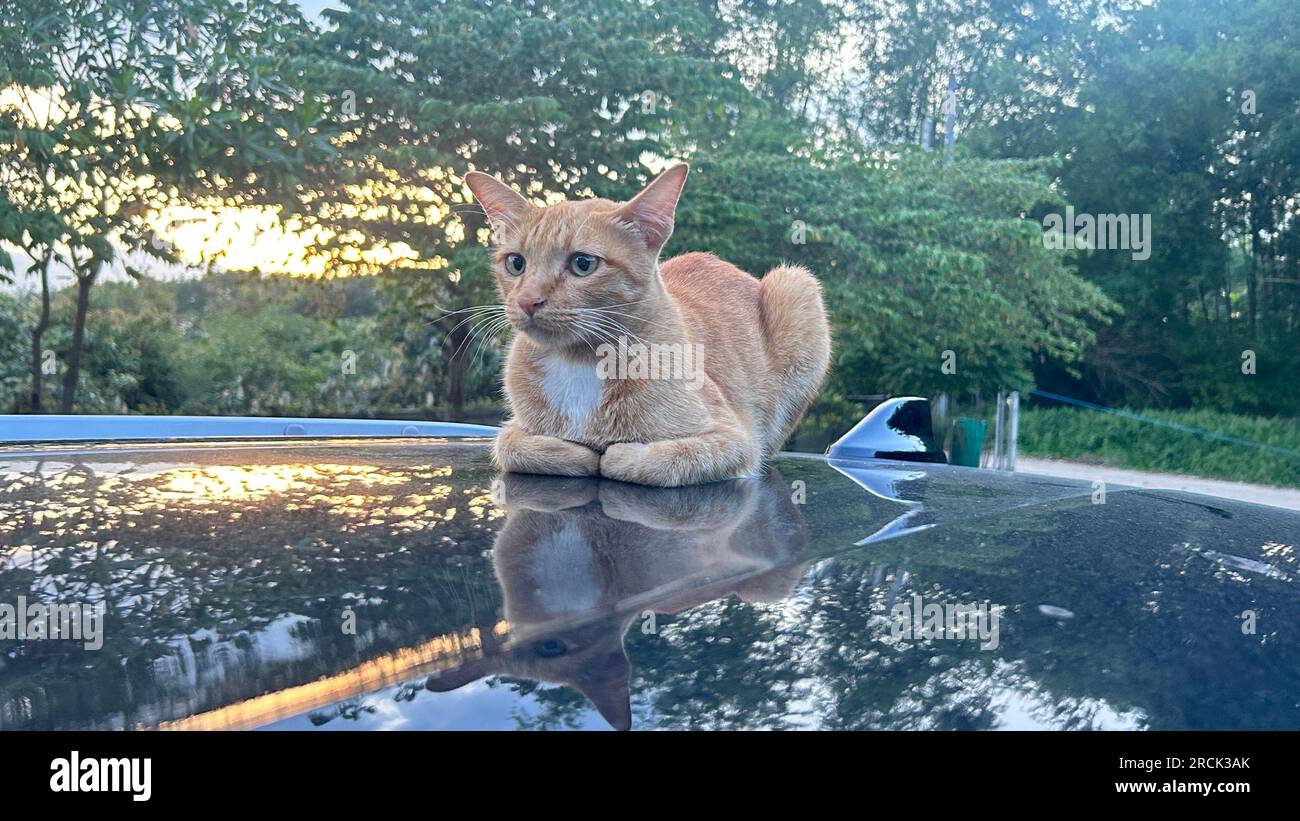 Chat rouge assis sur le toit d'une voiture et regardant le coucher du soleil Banque D'Images