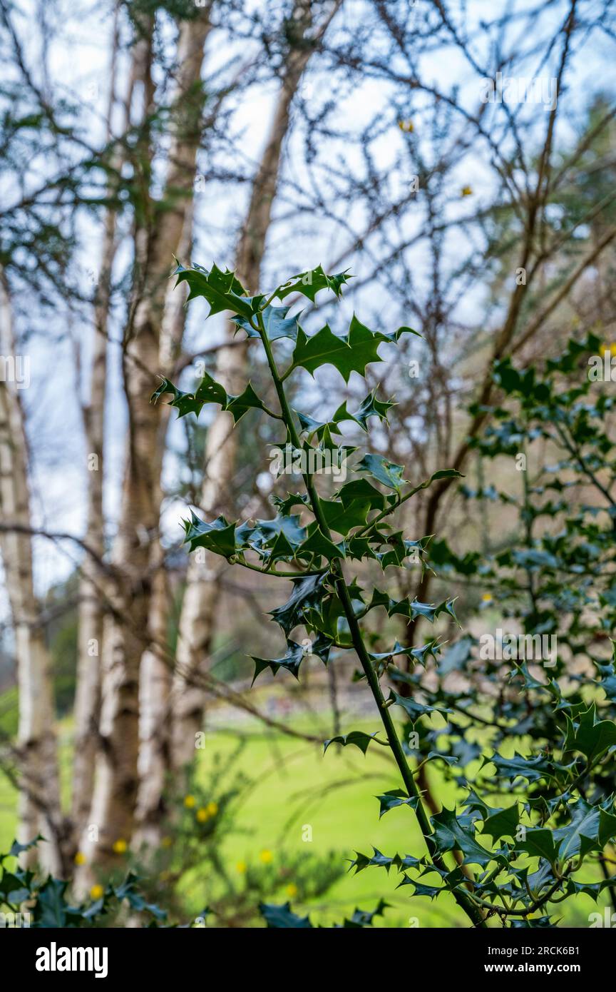 Common Holly, Glendalough, comté de Wicklow, République d'Irlande Banque D'Images